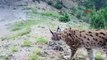 Lynx en voie de disparition pris dans un piège photographique