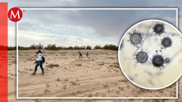 Hongos infectan grupo Corazones Unidos en Busca de Nuestros Tesoros en búsqueda en Puerto Vallarta