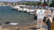 La densité de méduses continue sur les plages de Foça