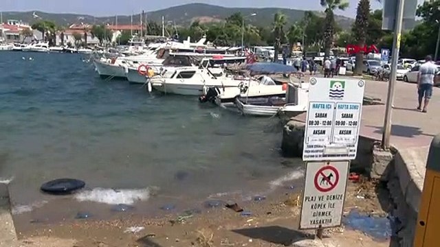 La densité de méduses continue sur les plages de Foça