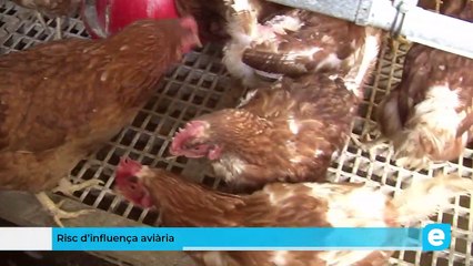 Castelló d’Empúries torna a estar en situació de risc de Influença aviària
