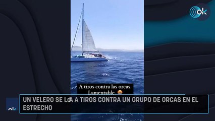Un velero se lía a tiros contra un grupo de orcas en el Estrecho