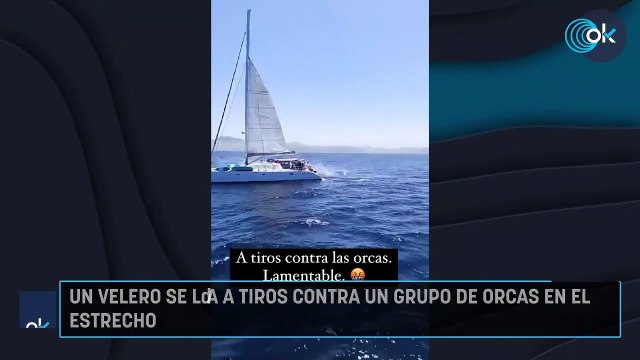 Un velero se lía a tiros contra un grupo de orcas en el Estrecho