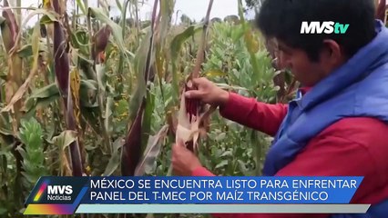México enfrenta panel del T-MEC por maíz transgénico