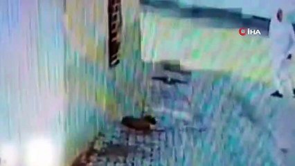 Mardin'de Şiddete Maruz Kalan Yavru Köpek Tedavi Altına Alındı