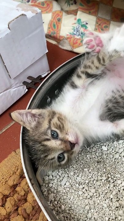 Kitten Has A Unique Way Of Relieving Himself
