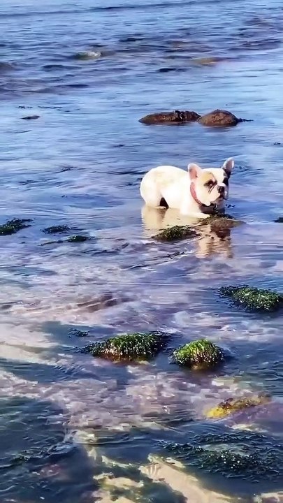 French Bulldogs In A Standoff