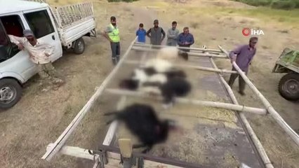 Köpekler sürüye saldırdı, 30'a yakın koyun telef oldu