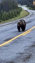 L'ours prend la marche de la honte