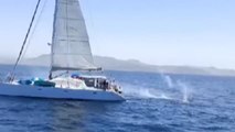 Indignación por los disparos desde un velero a un grupo de orcas en aguas de Tarifa