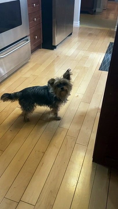 cute-morkie-dances-for-her-treats-davapps