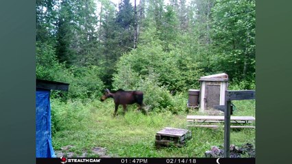 Best of Trail Camera Photos - July 2 - August 18, 2023