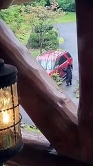 Black Bear Tries to Break Into Vehicle