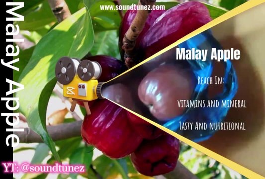 Malay Apple Planting And Harvesting And Health Benefits