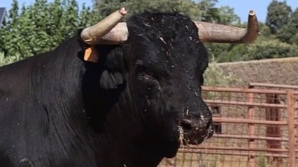 Novillos Recortes Valladolid 02 sep 2023