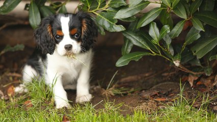 Why Do Dogs Eat Grass?