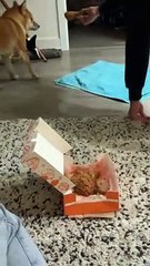 Doggo Says No Thanks