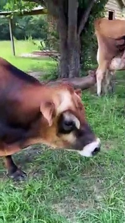 Cochon pense qu'elle est un bébé vache