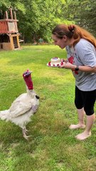 Frito The Turkey Gets Special Cake for His First Birthday