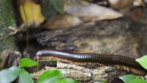 Why Do I Keep Finding Millipedes In My House?