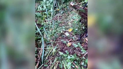 ext-rescate-de-danta-180823