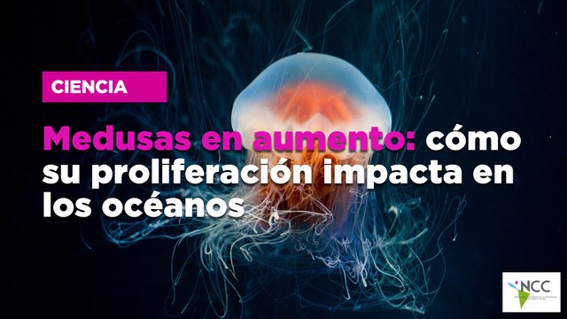 Me­du­sas en au­men­to: cómo su pro­li­fe­ra­ción im­pac­ta en los océa­nos