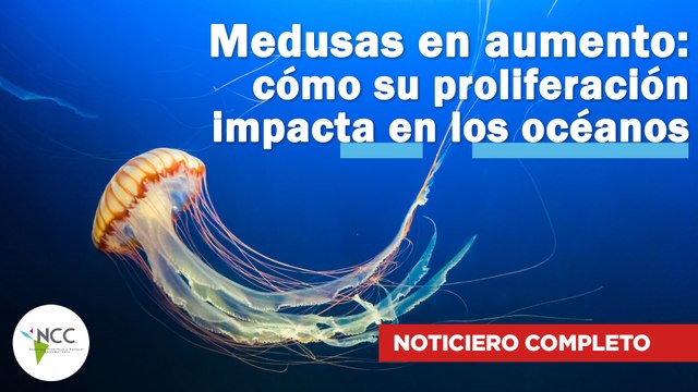 Medusas en aumento: cómo su proliferación impacta en los océanos | 578 | 21 al 27 de agosto de 2023