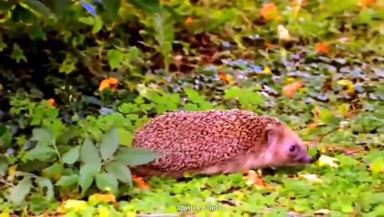 Pawsome Encounters: Animals Up Close