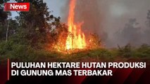 Puluhan Hektare Hutan Produksi di Gunung Mas Terbakar, Ini Pemicunya