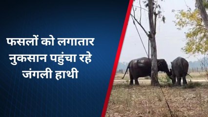 बहराइच: जंगल से सटे क्षेत्रों में बढ़ता जंगली हाथियों का आतंक, धान की फसलों को पहुंचा नुकसान
