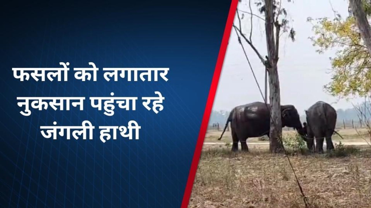 बहराइच: जंगल से सटे क्षेत्रों में बढ़ता जंगली ह...