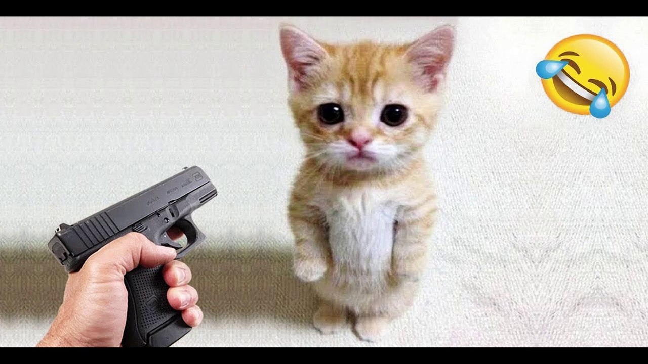 Funniest Cats and Dogs  - Funny Animal Videos #134---أطرف القطط والكلاب