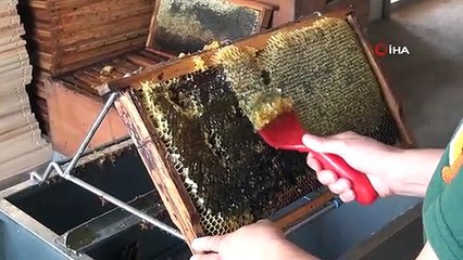 Bandırma'da bal hasadı başladı