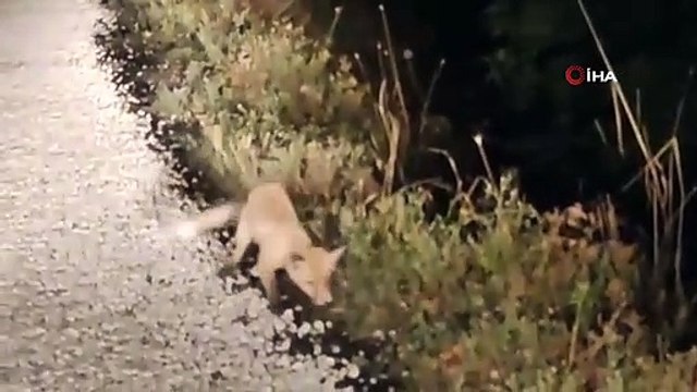 Un bébé renard filmé en train de manger un serpent