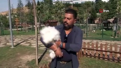 Nesli tükenme noktasında, Türkiye'de sadece 25 tane kaldı!