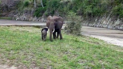 My visit to zoo - Baby Elephant playing, watch and enjoy.