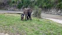 My visit to zoo - Baby Elephant playing, watch and enjoy.