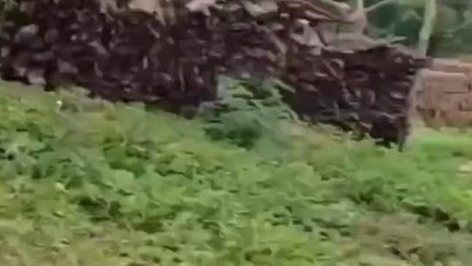 सिंगरौली: बच्चों से पढ़ाई की जगह कटवाई जा रही घास,Video से मचा हड़कंप