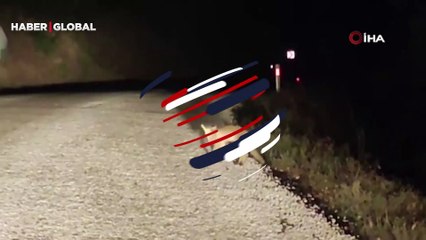 Yavru tilki, yılanı yerken kameraya takıldı