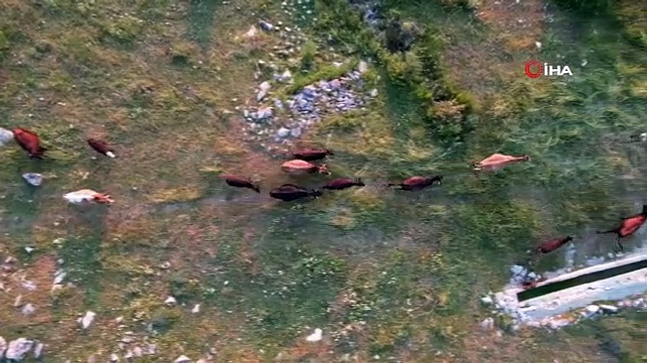 Başkentte Karadeniz'i aratmayan yayla: Kalecik Şeyh Mahmut Yaylası