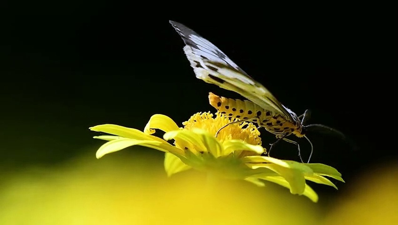 Cinematic Butterfy