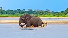 Crocodile on Elephants Tail