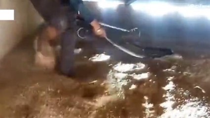 अनूपपुर: जहरीले सांप को देख ग्रामीणों में मचा हड़कंप, देखें रेस्क्यू ऑपरेशन