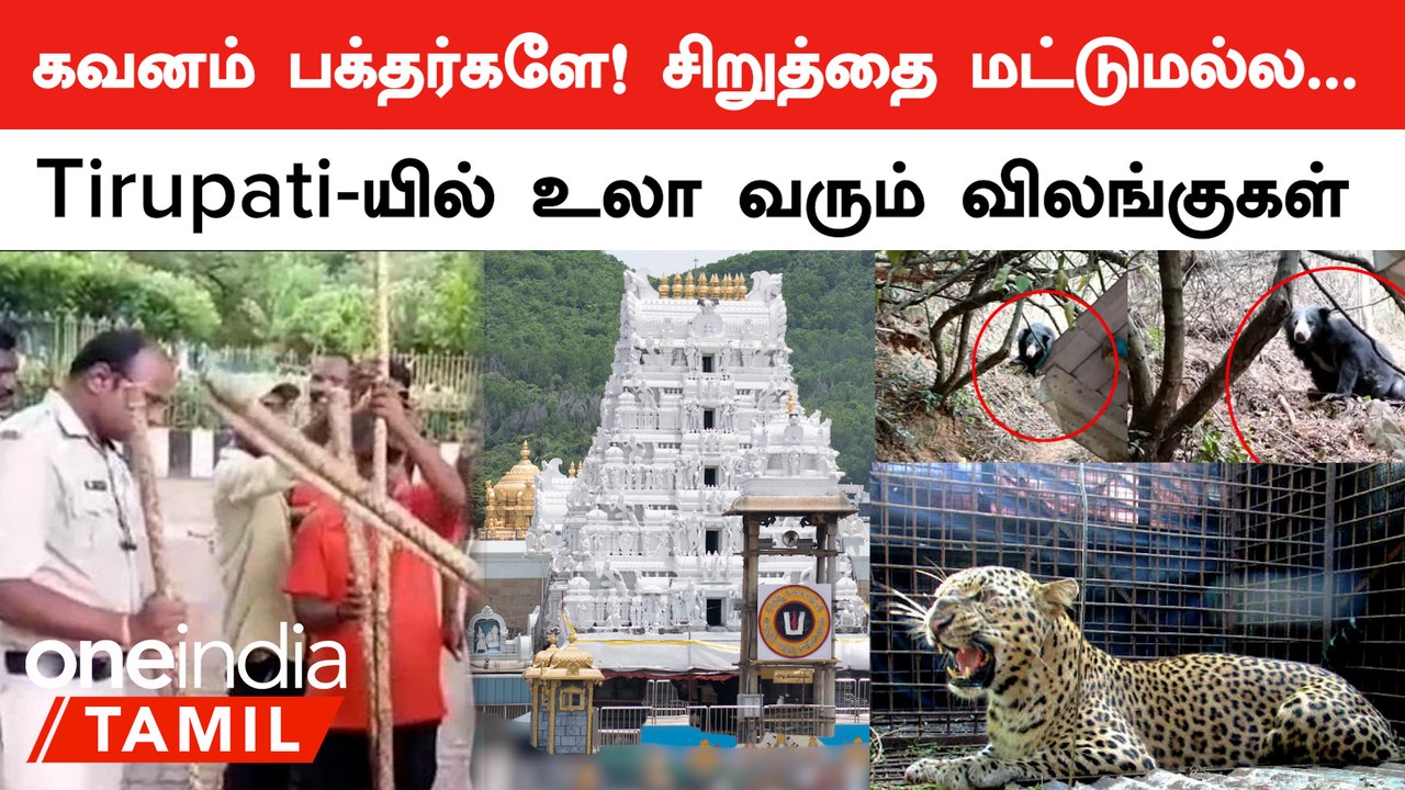 Tirupati | சிறுத்தை மட்டுமல்ல...Tirupati மலைப்ப...