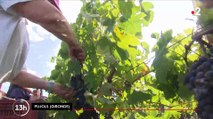 Les premiers coups de sécateurs ont été donnés cette semaine par les vignerons bordelais, qui abordent les vendanges 2023 en plein 