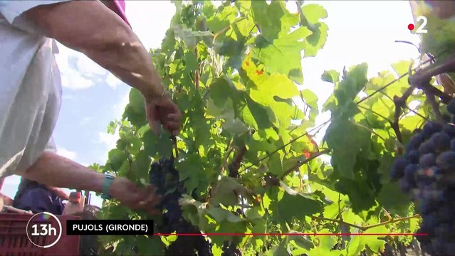 Les premiers coups de sécateurs ont été donnés cette semaine par les vignerons bordelais, qui abordent les vendanges 2023 en plein désarroi , entre surproduction et intense épisode de mildiou - Regardez