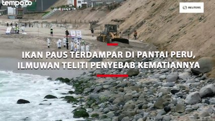 Download Video: Ikan Paus Terdampar di Pantai Peru, Ilmuwan Teliti Penyebab Kematiannya