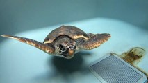 Accueil du centre des soins des tortues marines de la Grande Motte
