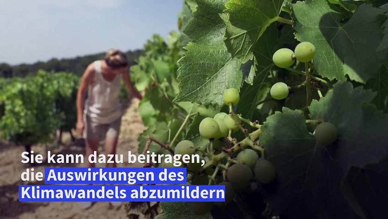 Wälder als Klimaschützer an Weinbergen