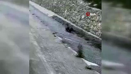 La course des oursons qui vous fait sourire avec une voiture est filmée